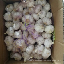 China fresh garlic new crop supply 50-60mm, high quality normal white garlic export